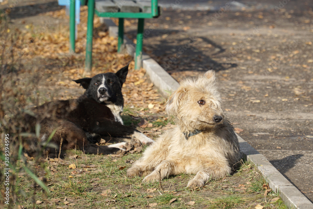 Obraz premium Two dogs lie on grass and bask in the sun.