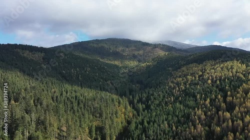 Mixed forest. Deciduous yellowed and coniferous green trees cover the mountains. The wind moves the crowns of trees photo