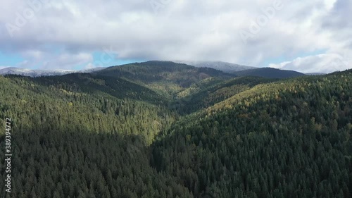 Mixed forest. Deciduous yellowed and coniferous green trees cover the mountains. The wind moves the crowns of trees