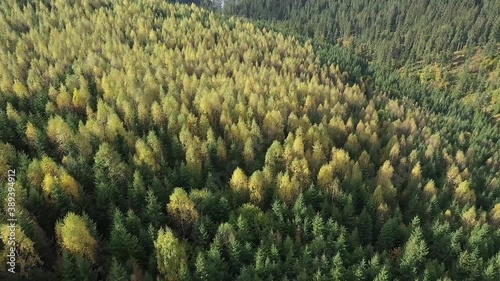 Mixed forest. Deciduous yellowed and coniferous green trees cover the mountains. The wind moves the crowns of trees