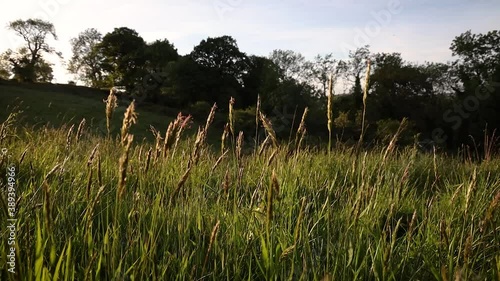 Grass Blowing in the Breeze at Golden Hour in a Meadow in Enniskerry