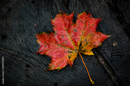 wet fallen autumn leaves on the ground