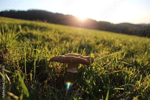 Sonne, Wiese, Pilz