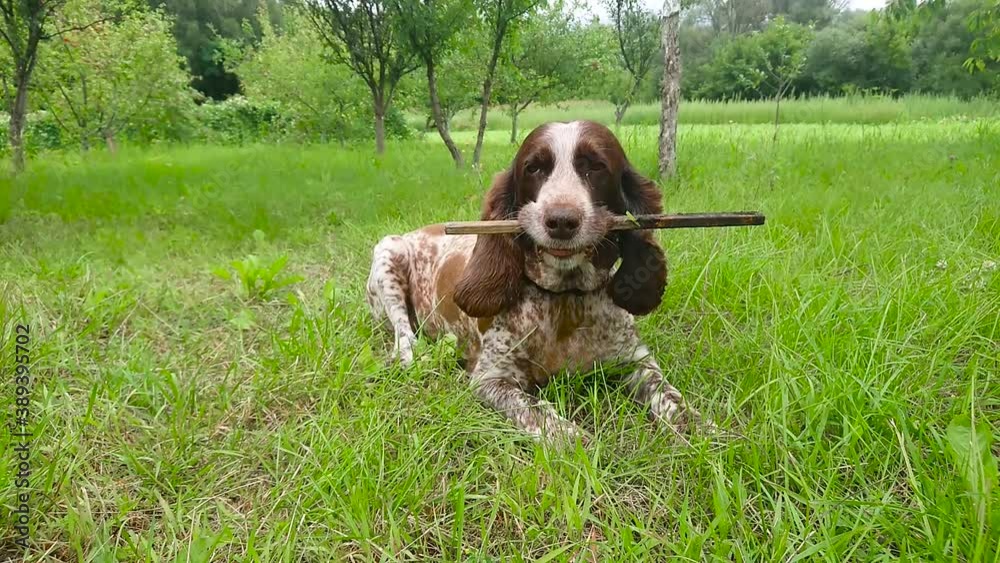 Brown spotted Russian spaniel in the forest, soft focus background
Brown spotted Russian spaniel in the forest, soft focus background