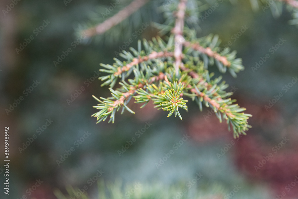 Young shoots on a cedar tree Young shoots on a cedar tree