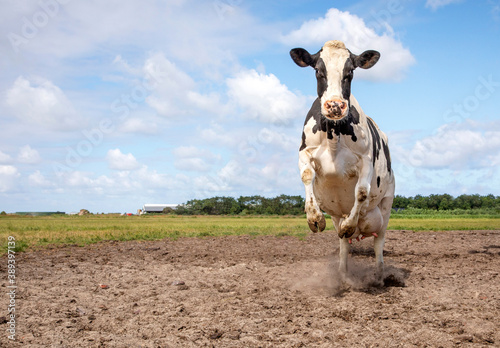 Obraz na płótnie One cute cow alone in the field, looking calm and happy under a blue sky and a faraway horizon w salonie