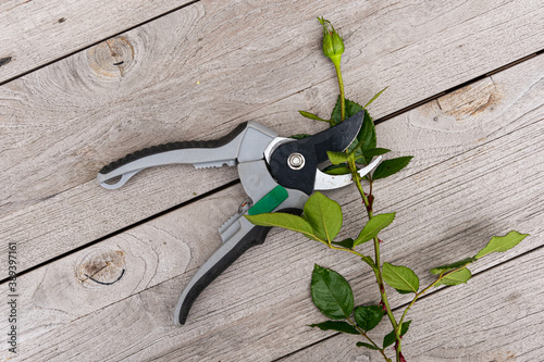 Cutting roses back properly towards autumn - rose with rose scissors on wooden table