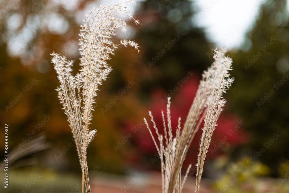 Zebra grass fronds in autumn Miscanthus sinensis zebrinus Zebra grass fronds in autumn Miscanthus sinensis zebrinus