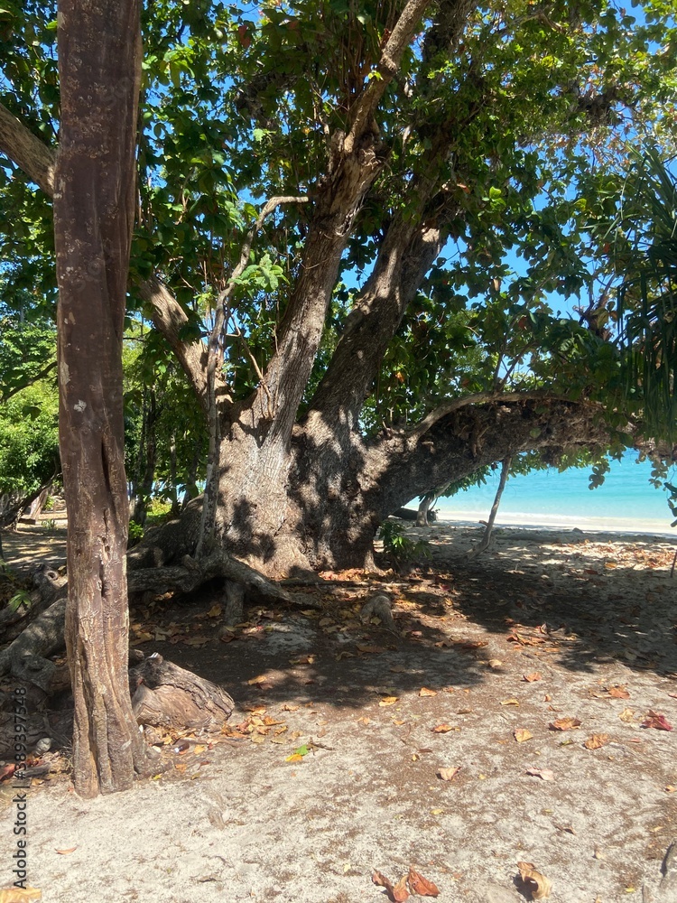 tree on the beach