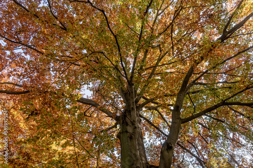 Colorful deciduous tree in autumn from below