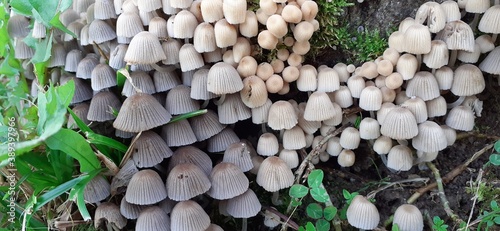 mushrooms in the forest