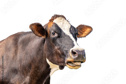 Isolated on white cow, funny portrait of a mooing cow, mouth open, the head with white blaze, showing her teeth and tongue while chewing, relaxed