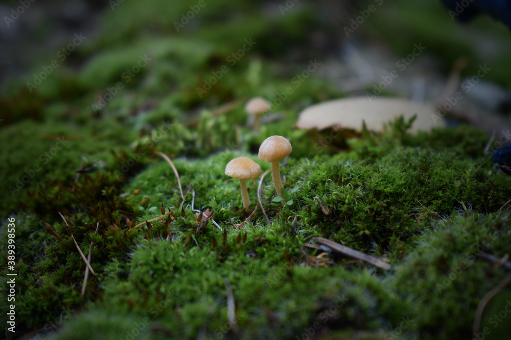 mushroom in the moss mushroom in the moss