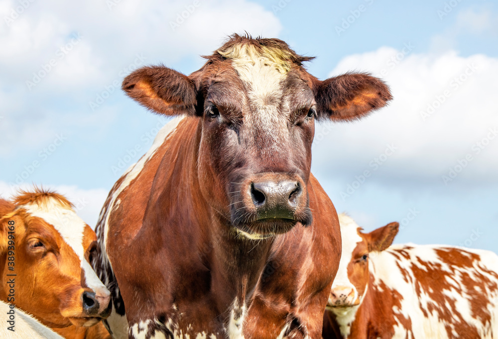 Large beef cow, friendly soft look, brown and white front view and a blue sky