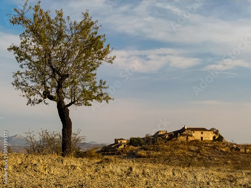 tree in the desert