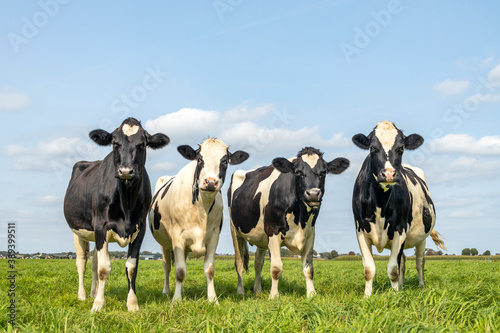 Row of four cows together gathering in a field, happy and joyful and a blue cloudy sky, idyllic scene