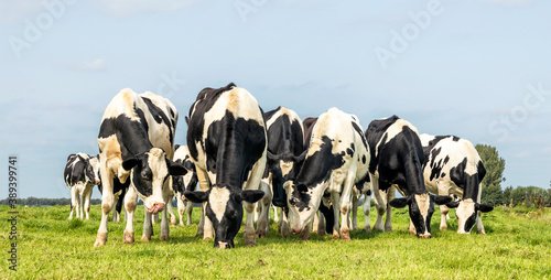 Cows together grazing in a field, happy and joyful and a blue sky, herd of heifer in a row next to each other in a green meadow