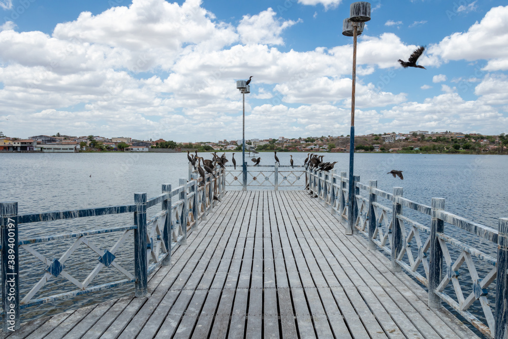 urban lagoon in the interior of Brazil on a sunny day with aquatic birds