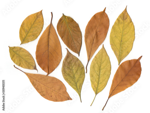 Autumn dry leaves on white background. Flat lay, top view. Autumn, fall concept.
