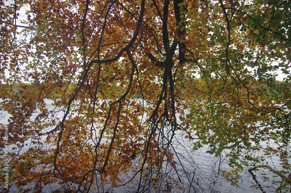 Fototapeta premium Buchenlaub im Herbst