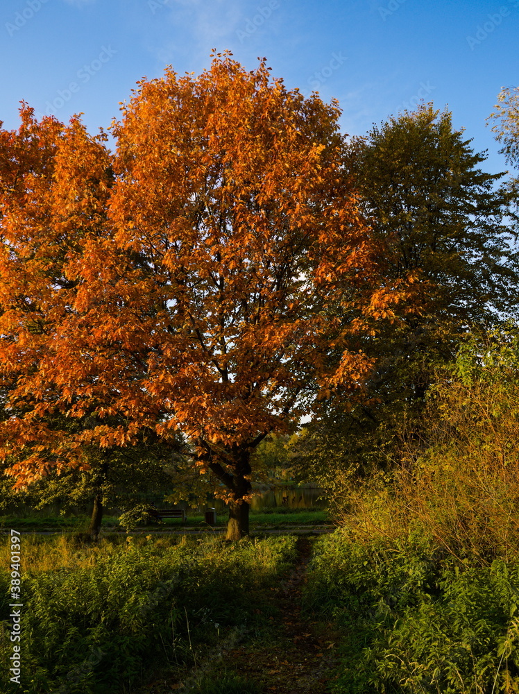 Fototapeta premium Autumn trees in the park, Autumn in the park. Stawy Sefańskiego Łódź Poland