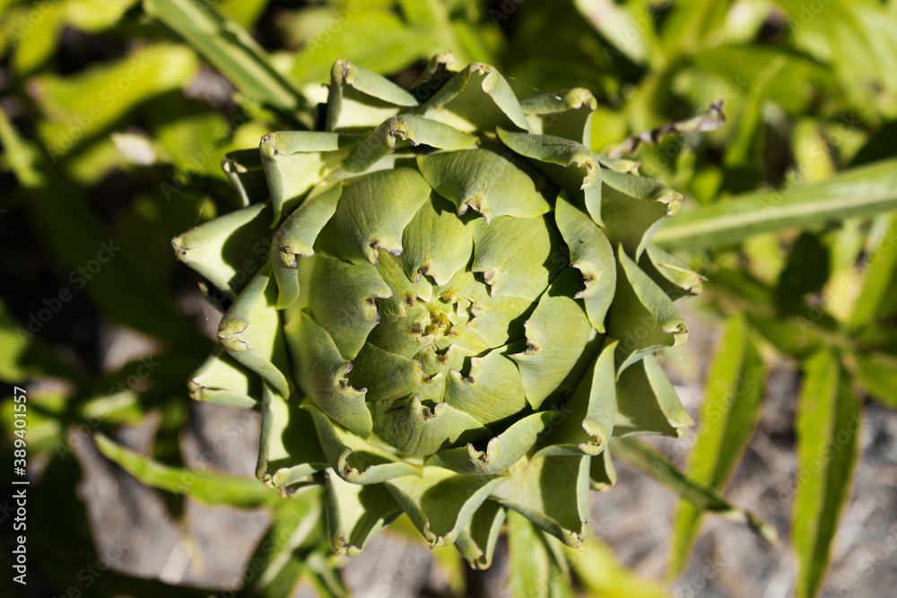 Close up of an artichoke from above Close up of an artichoke from above