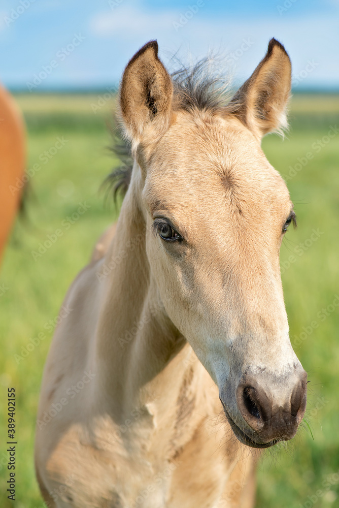 Fototapeta premium Close-up portrait of a fawn foal in a meadow.