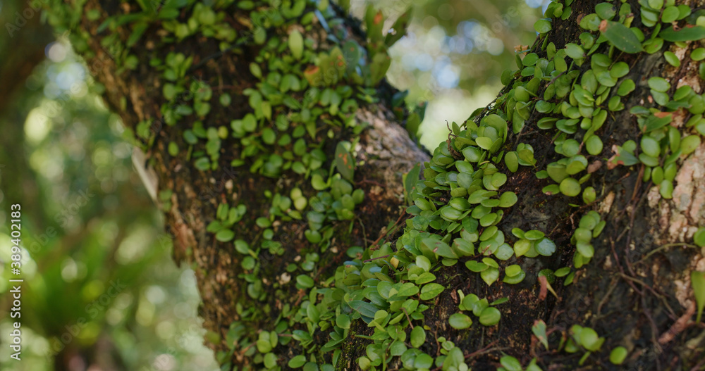 Obraz premium Close up of the tree trunk with vine