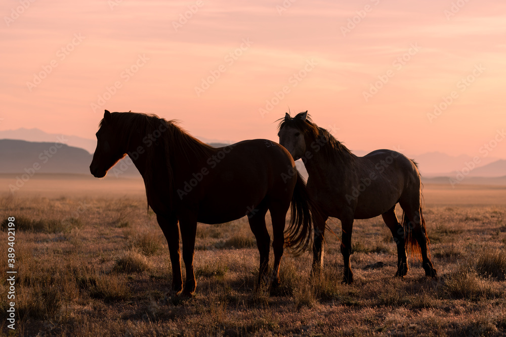Wild Horses Silhouetted at Sunset in Utah Wild Horses Silhouetted at Sunset in Utah