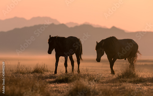 Wild Horses Silhouetted at Sunset in Utah