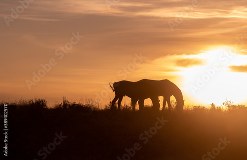 Wild Horses Silhouetted at Sunset in Utah © natureguy