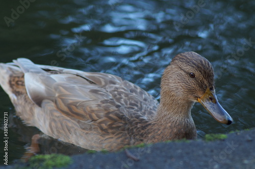 duck in the water