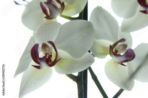 white orchid with  red middle flower