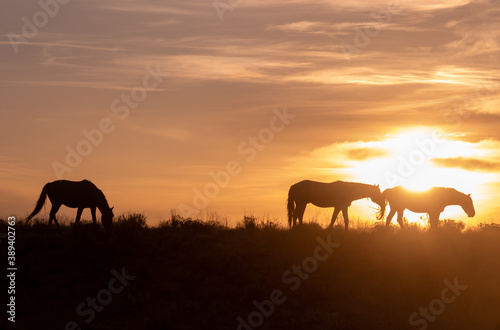 Wild Horses Silhouetted at Sunset in Utah