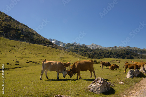 Cows playing on a valley