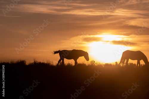 Wild Horses Silhouetted at Sunset in Utah