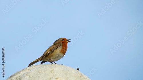 Robin on a roof