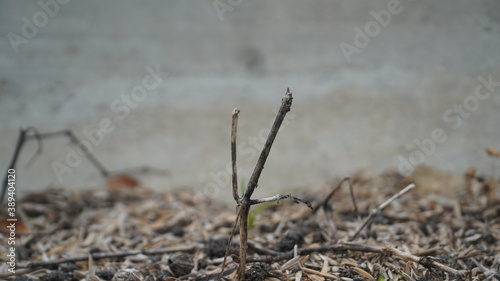 Dead Branch from Unknown Plant