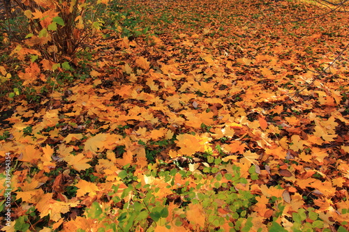 autumn leaves background