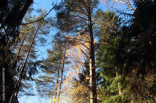 sunset in the forest