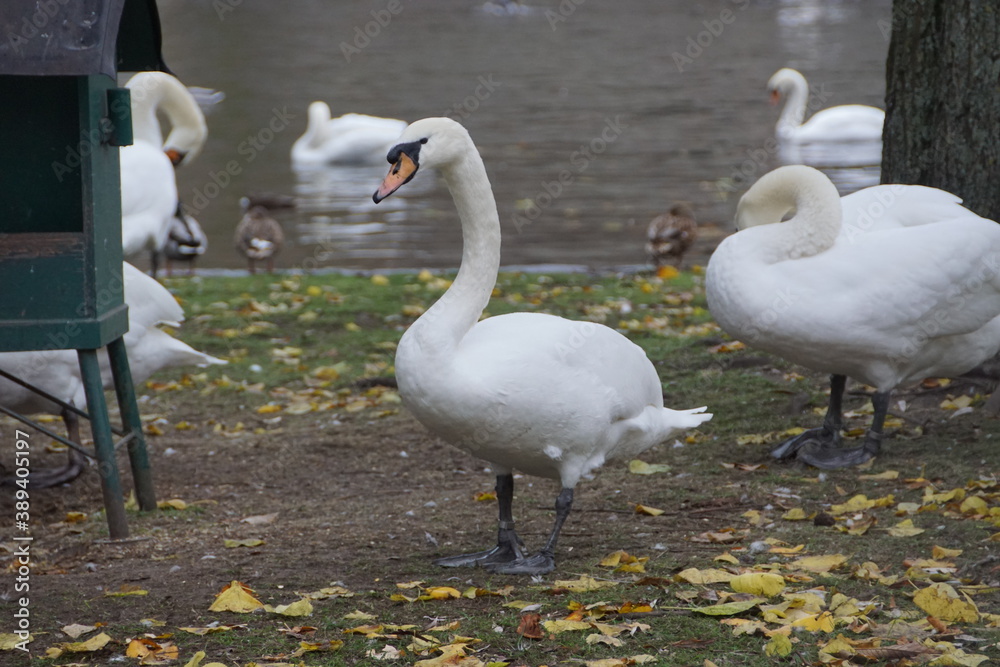Obraz premium Swan