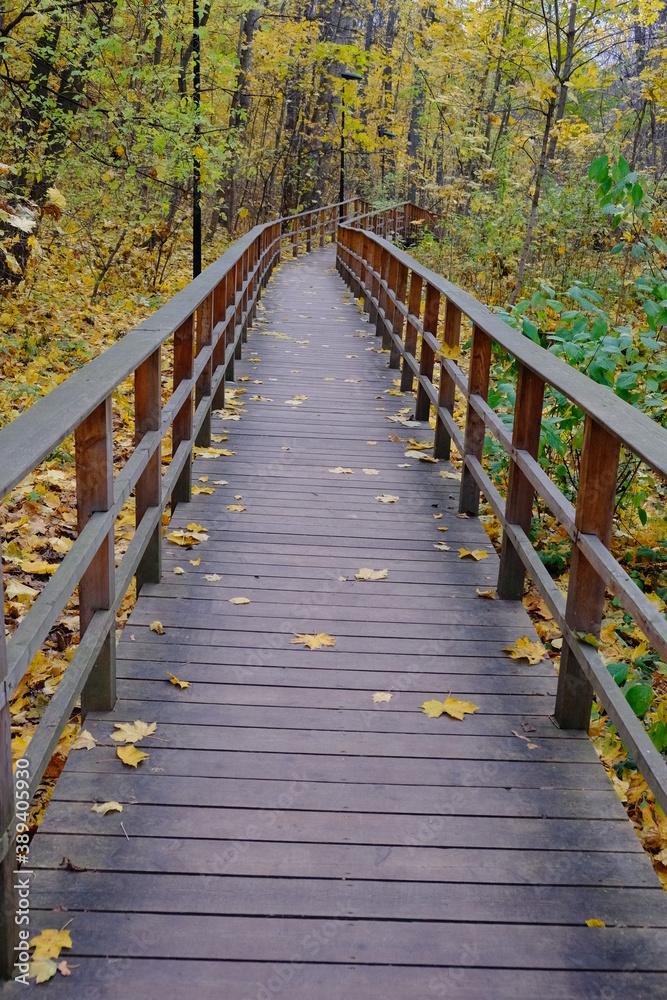 wooden bridge in the woods