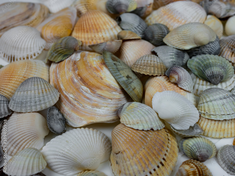 several light sea shells on a white background.