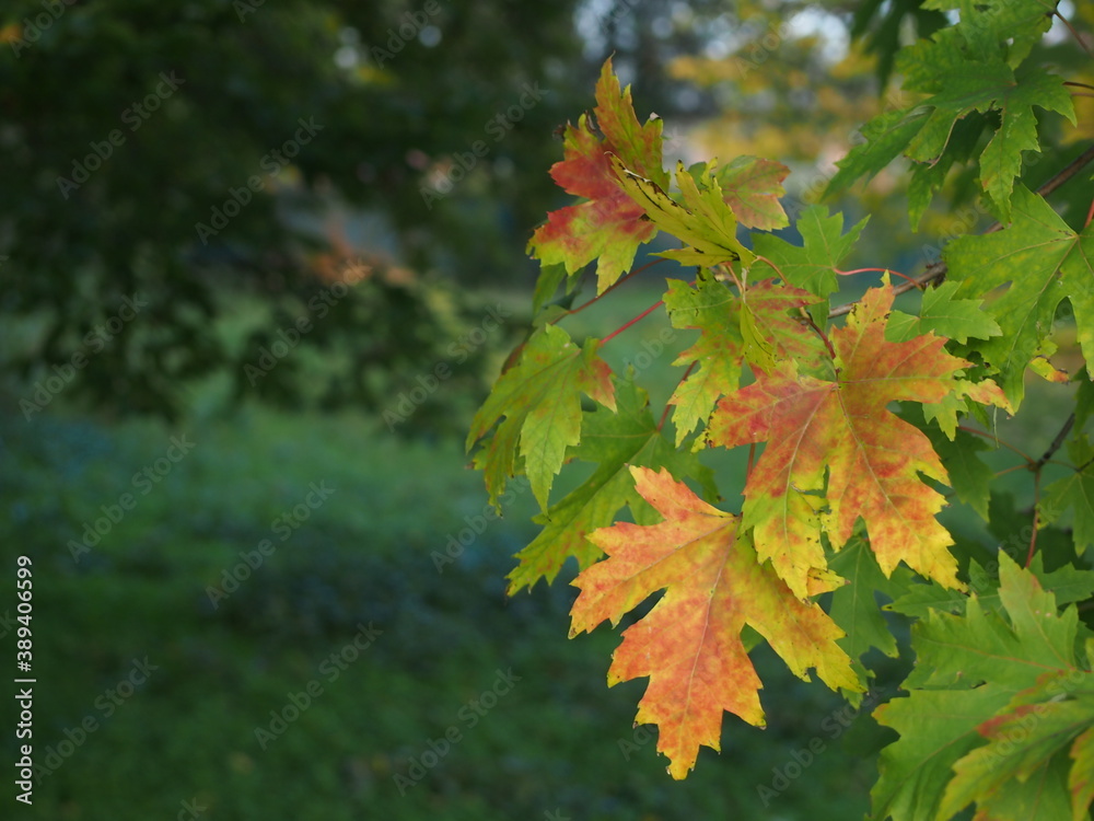 Foglie in autunno Foglie in autunno