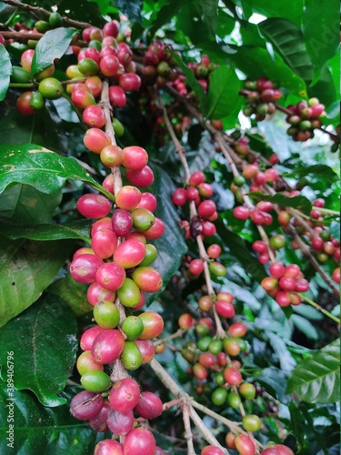 Arabica coffee plant with branch full of red and green coffee cherries. Ripen arabica coffee beans