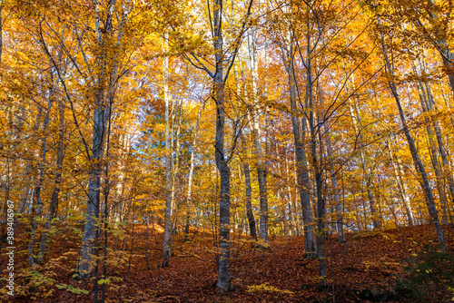 Beautiful   colorful deciduous forest at late autumn in the Carpathian mountains  Romania.