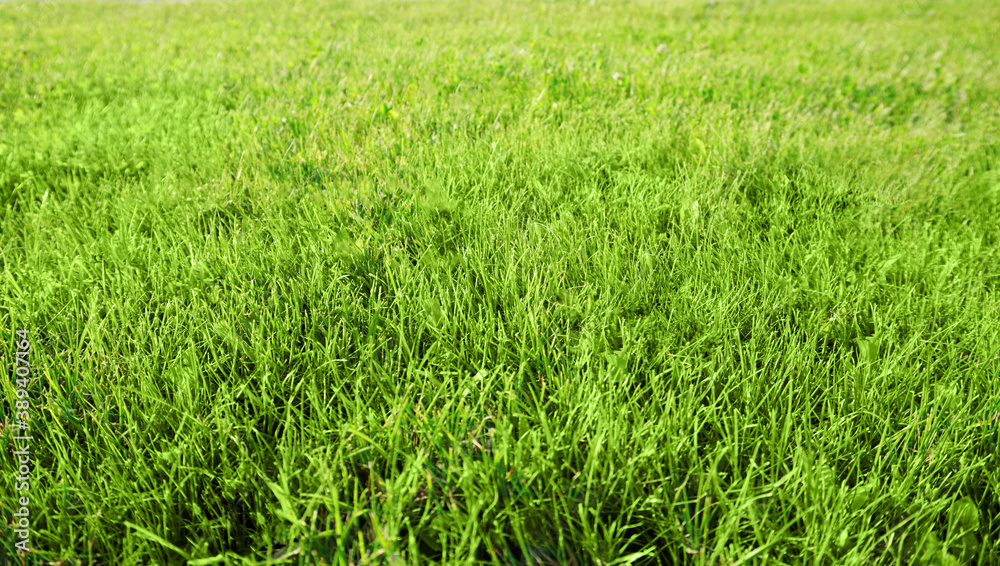 Green grass field mock up close up down view