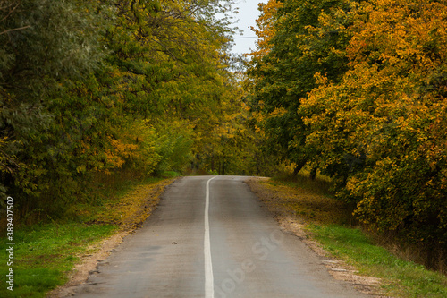 Empty road among the autumn forest