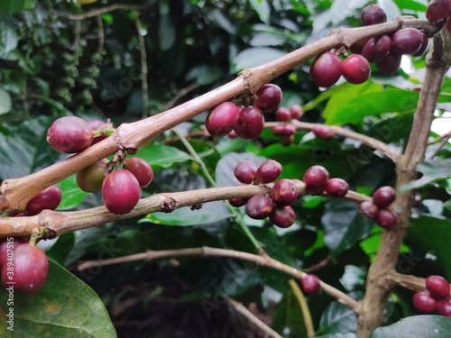Close up of Arabica coffee which is ripen and ready for harvesting