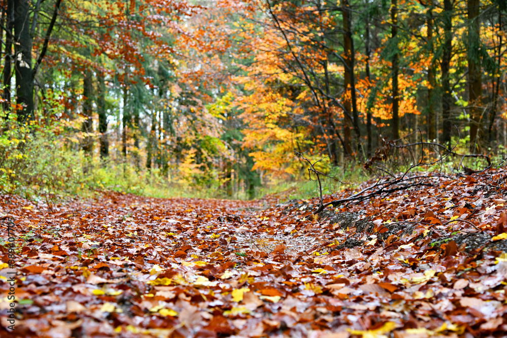 verregneter Herbstwald